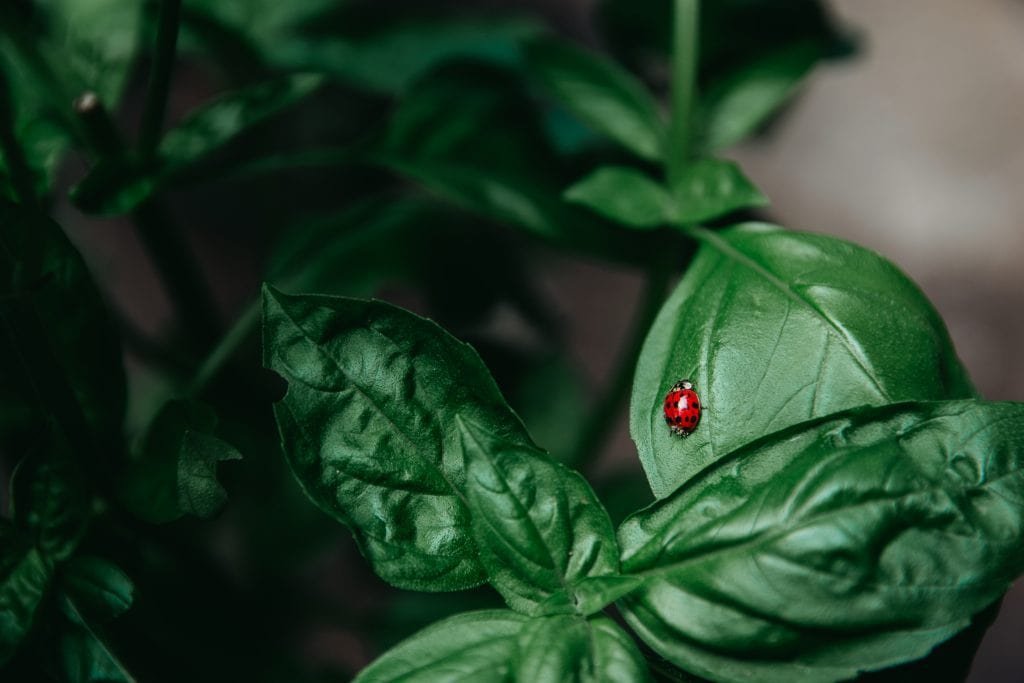 Ladybug crawling on a basil leaf.