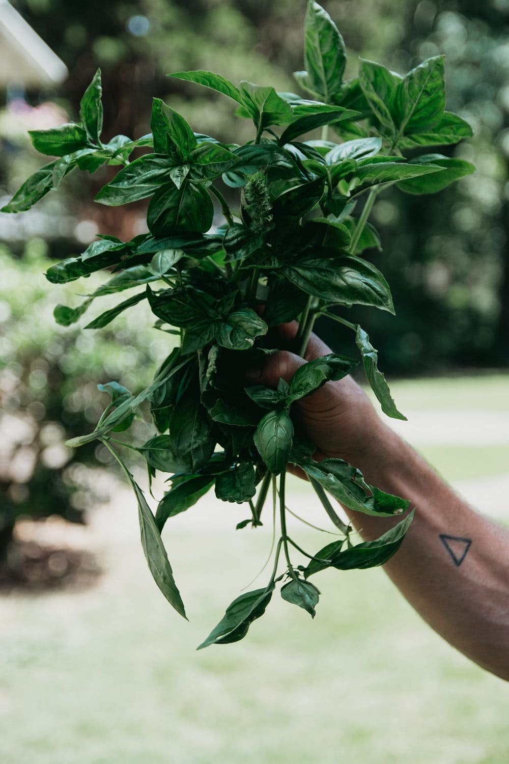 A hand holds a bundle of fresh-picked basil from the garden.