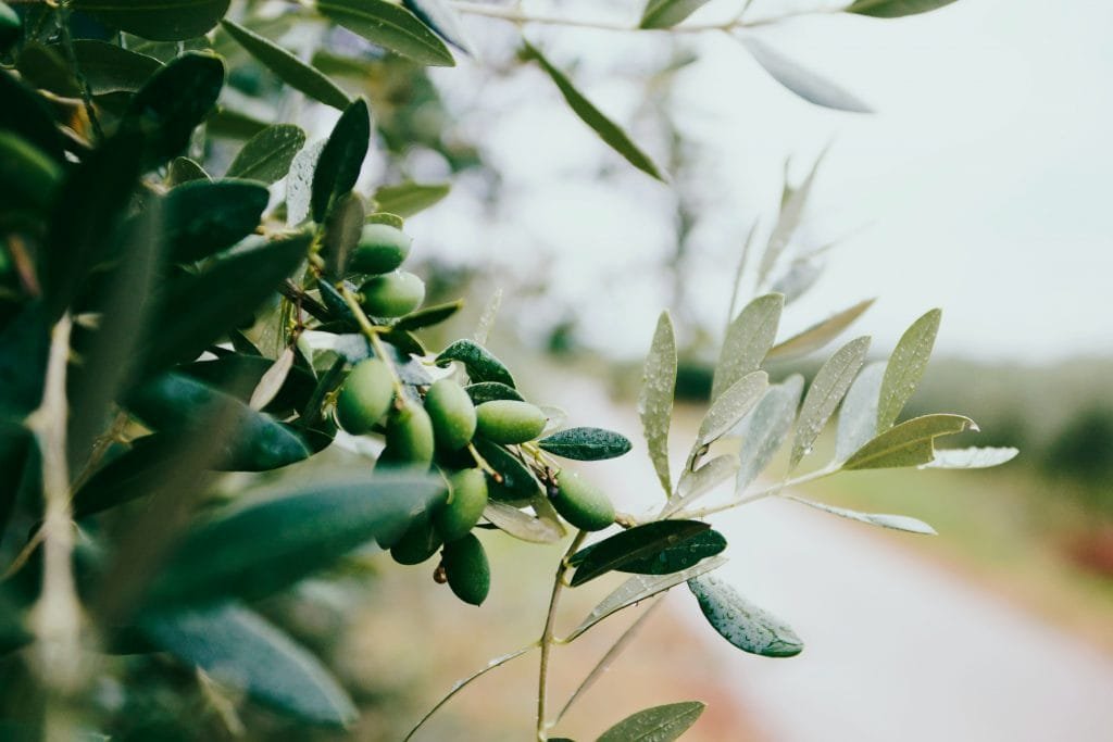 Olives growing on a branch.