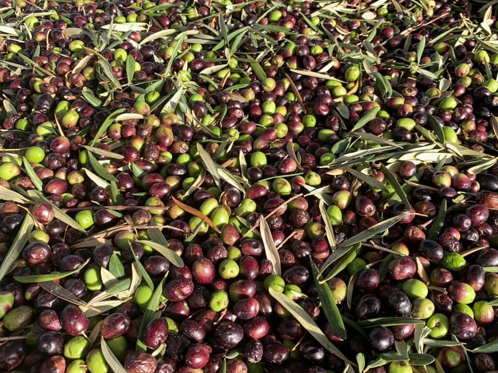 Olives after harvest.