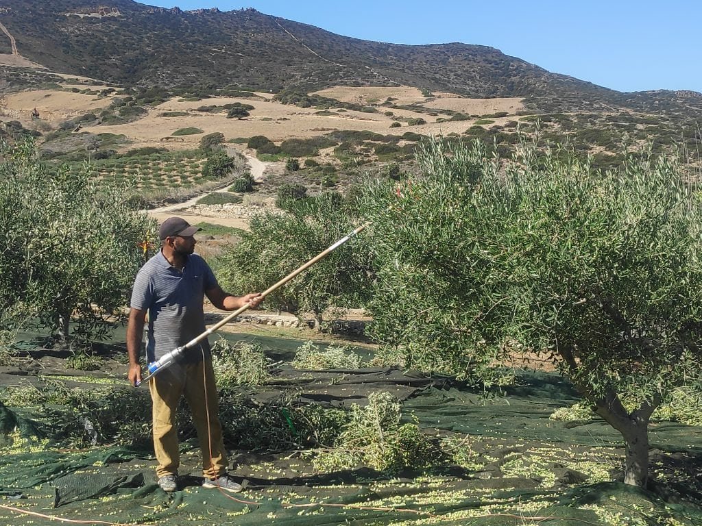 Olives are harvested from an olive orchard in Mykonos, Greece.