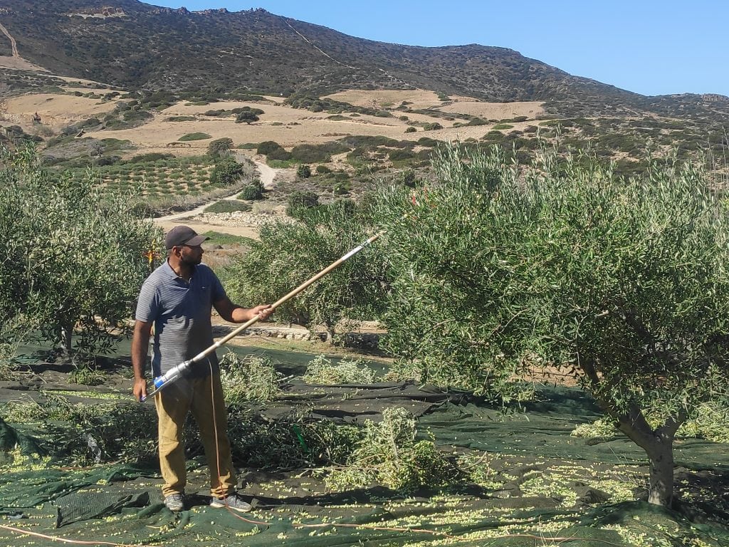 Olives are harvested from an olive orchard in Mykonos, Greece.