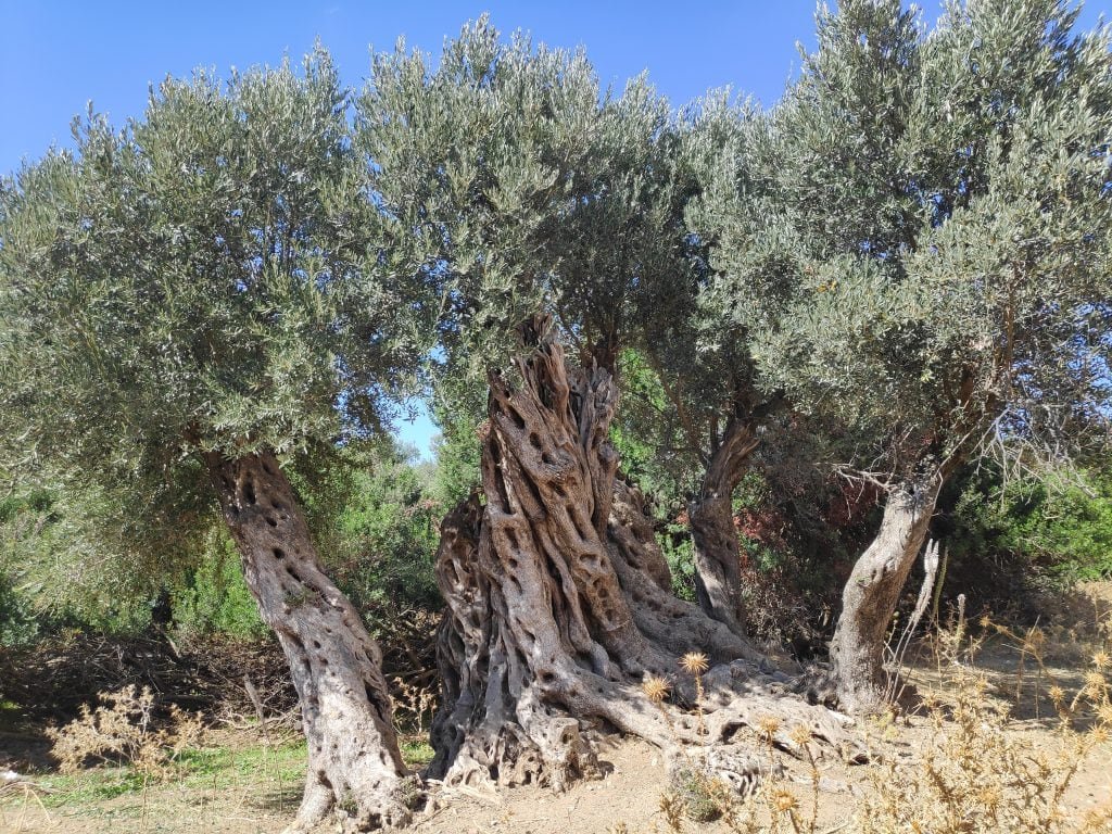 Giant trees in an olive grove on Mykonos Island, Greece.