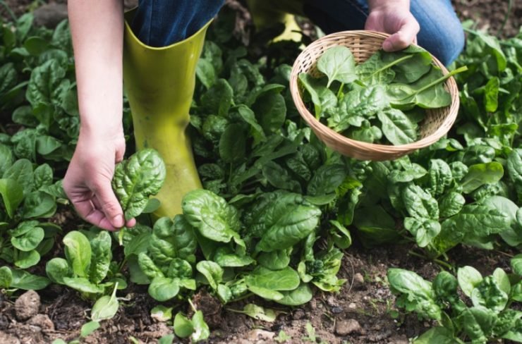 spinach in your garden