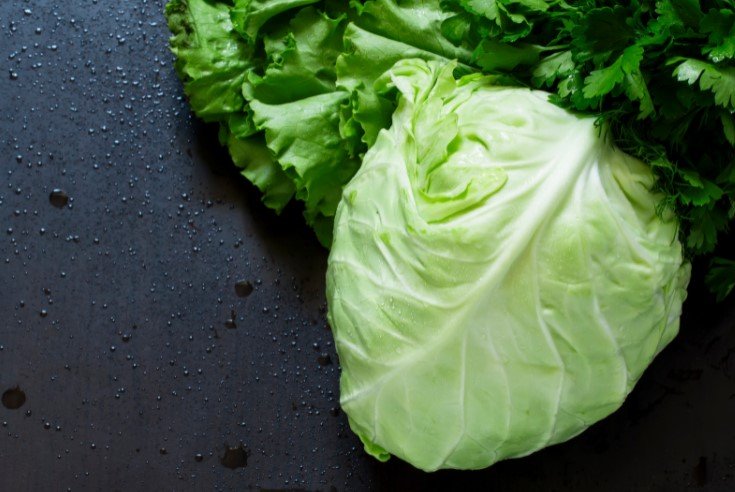 lettuce vs cabbage