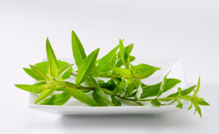 lemon verbena in a white bowl