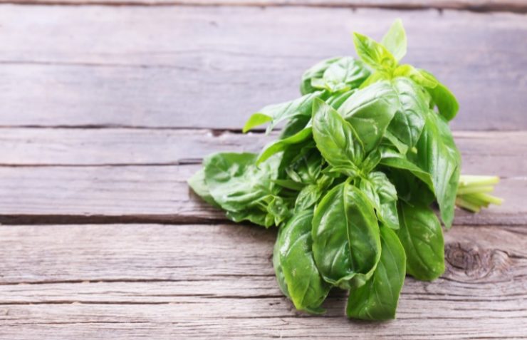 green plant with medium sized leaves on a wooden floors