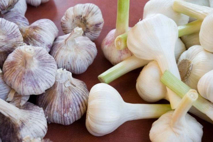 two types of garlic