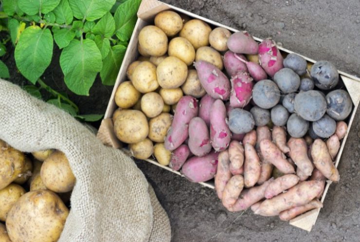 Potato varieties