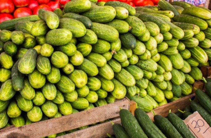 Big juicy ripe cucumbers