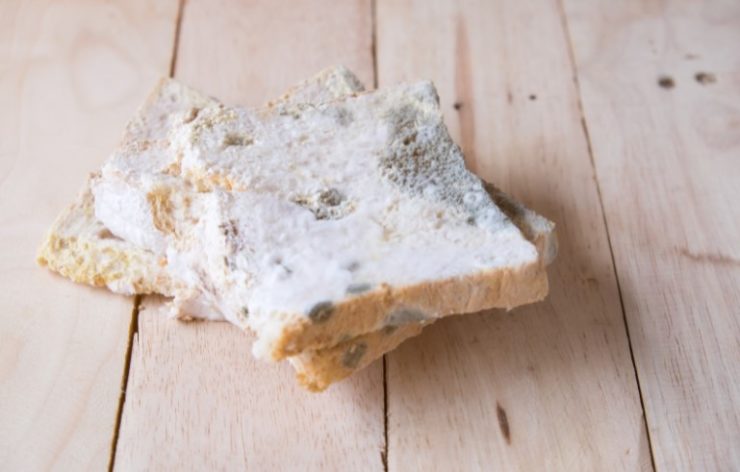 mold on the bread