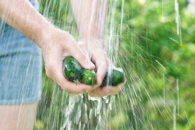 woman washing cucumbers