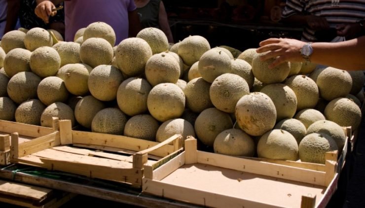 melon market