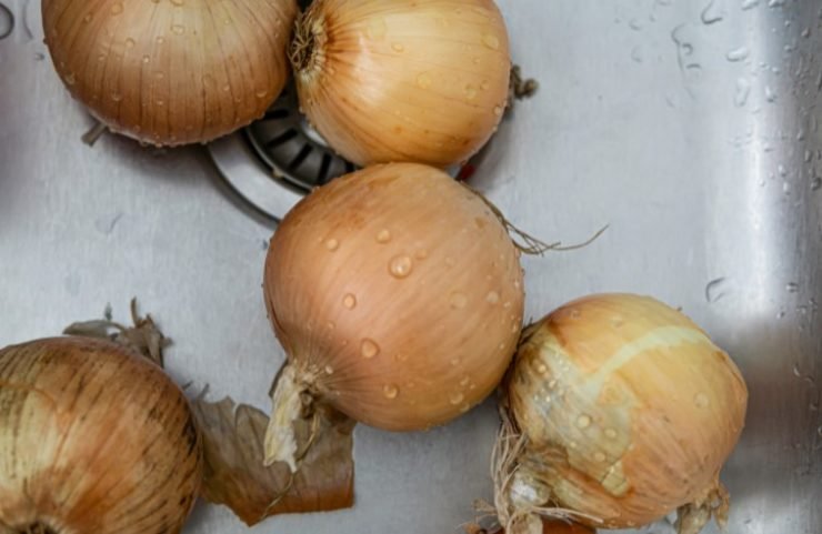 White Onions washed in a kitchen sink