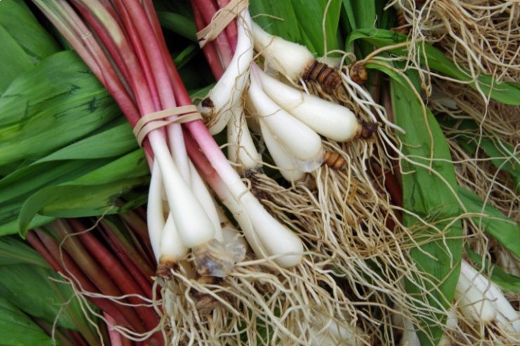 fresh ramps