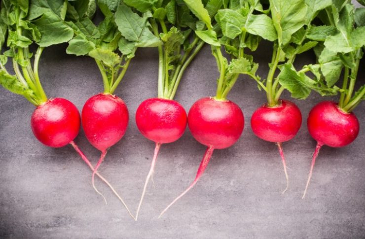 best picked radishes