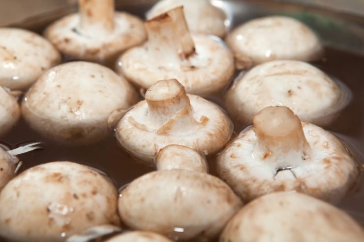 mushrooms in water