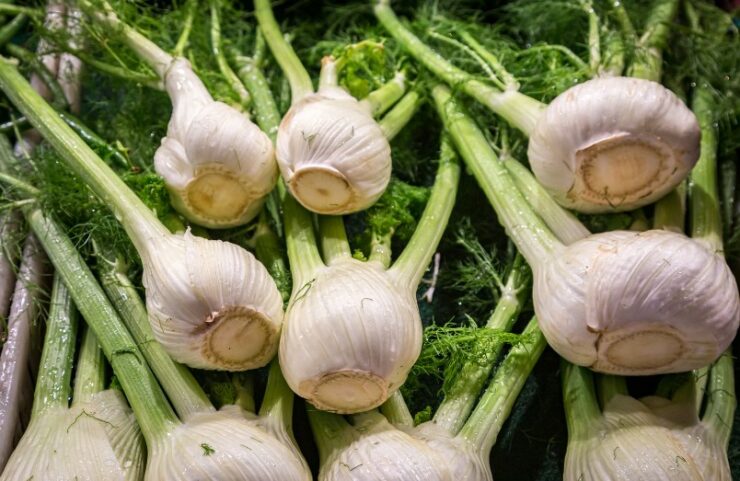 a bunch of Fennel Bulbs