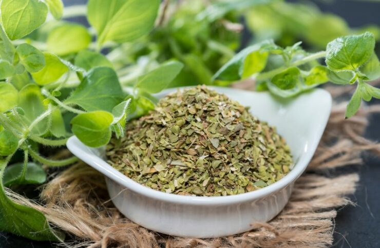 fresh and dry oregano plant