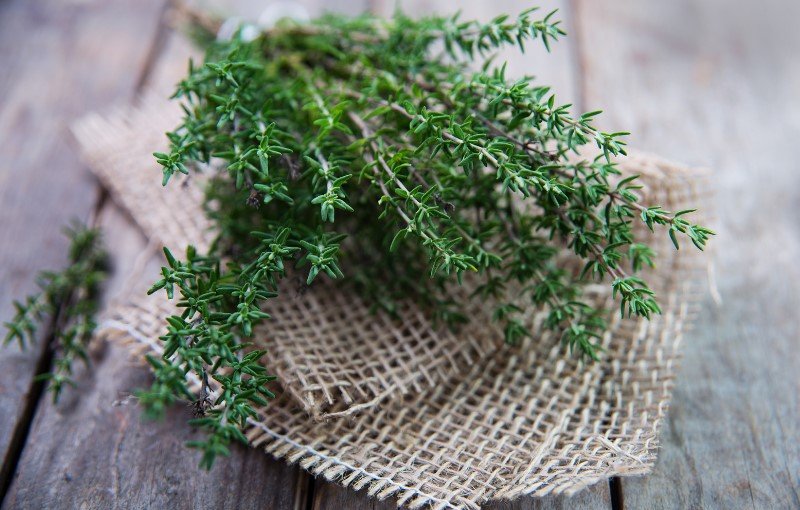 fresh thyme on a tableclooth