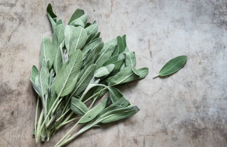 fresh sage plant