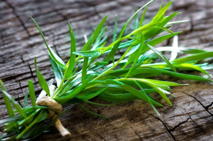 fresh plant on a wooden surface